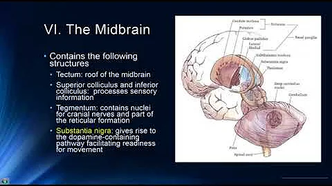The Nervous System, Part 1: Crash Course AvesvesP #8
