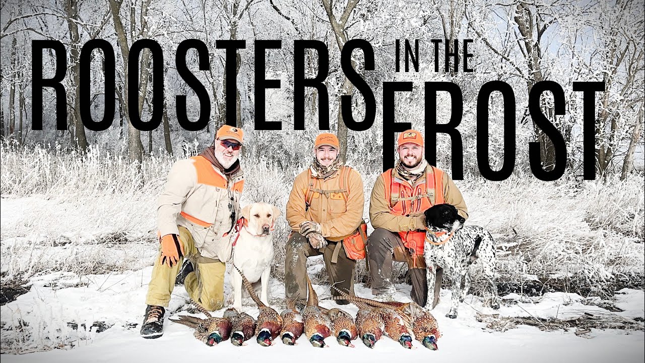 roosters-in-the-frost-iowa-pheasant-hunting-youtube