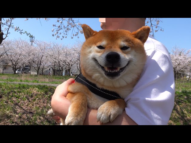 柴犬ハチ、落ち込む飼い主を連れ散歩へ行くとこうなる【明日いよいよ】