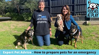 How to prepare pets for an emergency - Expert Pet Health & Safety Advice | S5 Ep4 | Pooches at Play