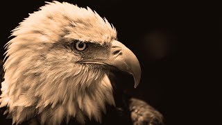 Philippine Eagle (The Largest & Magnificently Powerful Eagle)