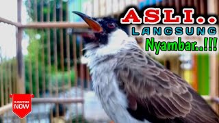 Download Lagu sekali putar burung kutilang SEKAMPUNG langsung nyambar - suara pancingan \u0026 masteran kutilang gacor MP3