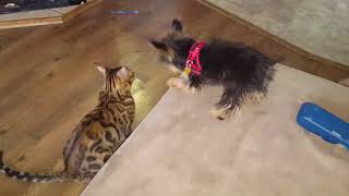 HATE LOVE RELATIONSHIP BETWEEN BENGAL CAT AND YORKSHIRE TERRIER