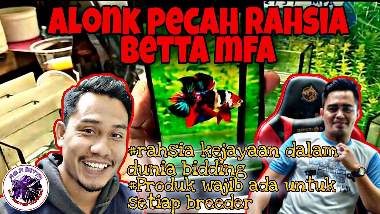 BETTA MFA || SHARING CARA AMBIL GAMBAR IKAN BETTA UTK BIDDING || PRODUK YANG BREEDER PERLU ADA