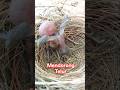 INILAH DETIK DETIK ANAK BURUNG KEDASIH MENDORONG TELUR CALON SODARA TIRINYA #SHORTS
