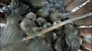 Mikat Burung Kuaghan/kuaran/anis kuning