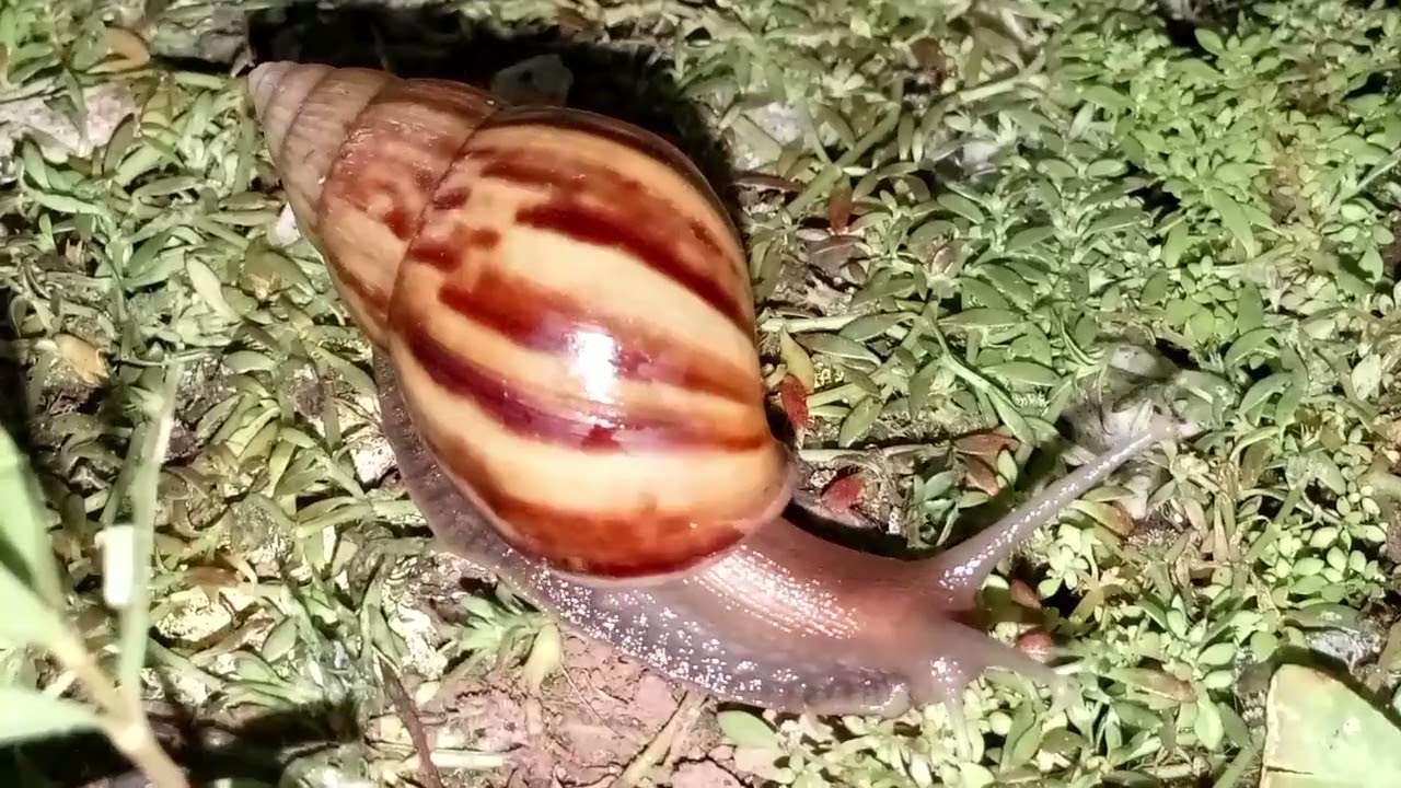 The snail walks alone without a friend 