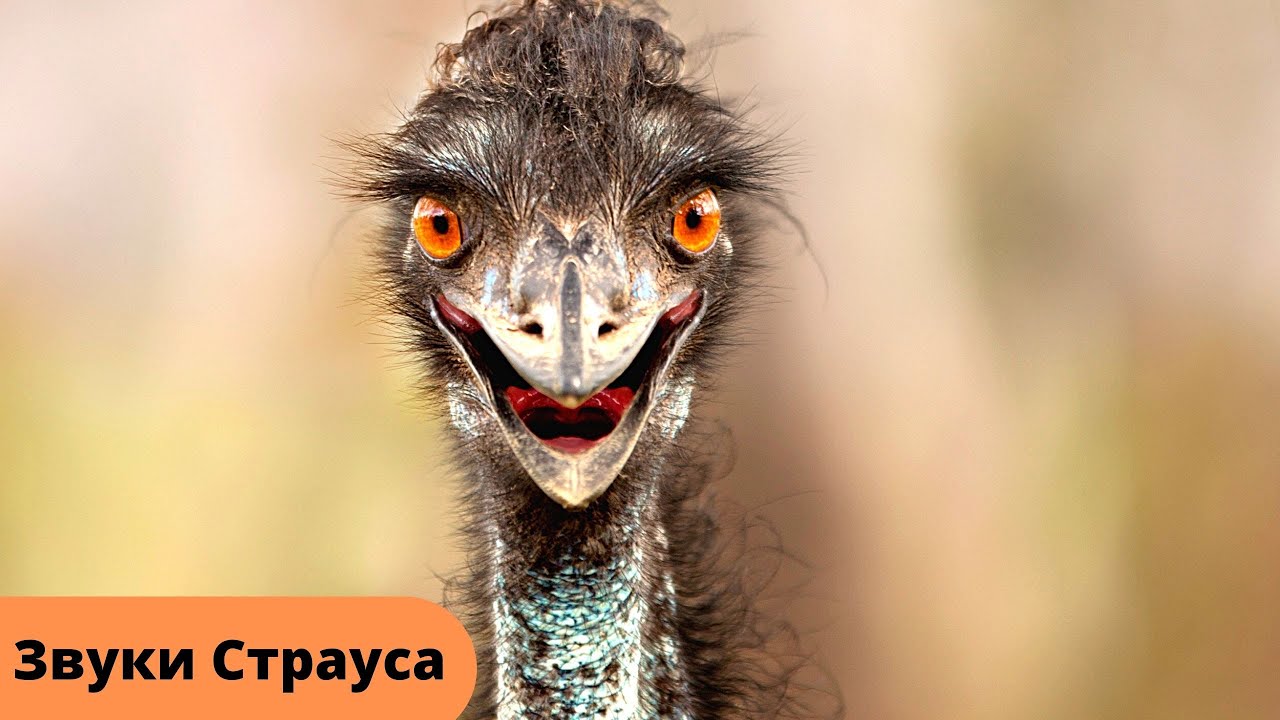 Страусы и звуки которые они издают/ Страус. Голоса птиц - YouTube
