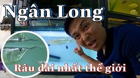 Mua ngay Cá Rồng Ngân Long râu dài siêu hiếm Special Siver Arowana Fish