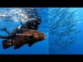 BIG GROUPERS,MANTA, BARRACUDAS and MORAY EEL! spearfishing Philippines!!