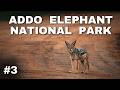 Ep. 3 | Rare Wildlife &amp; South Africa’s National Bird | Addo Elephant National Park Safari