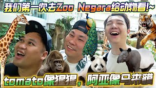 我们第一次去Zoo Negara当动物表演给动物看，tomato像猩猩，阿亚像马来貘