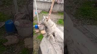 Yavru Kediler Ölmesin