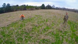 NC quail hunt 2019