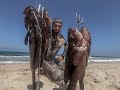 سمكة الهامور | Grouper fish