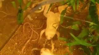 Albino Clawed Frogs Feeding || Fütterung der Krallenfrösche
Feeding of my African Clawed Frogs, Xenopus laevis, with earthworms. I mostly feed earthworms, sometimes also crickets, mealworms or chicken heart.
Fütterung meiner Afrikanischen Krallenfrösche. Ich füttere sie meistens mit Würmern, manchmal bekommen sie auch Heimchen, Mehlwürmer oder Hühnerherz.
Information on Clawed Frogs:
The African clawed frog (Xenopus laevis, also known as the xenopus, African clawed toad, African claw-toed frog or the platanna) is a species of African aquatic frog of the Pipidae family. Its name is derived from the three short claws on each hind foot, which it uses to tear apart its food. The word Xenopus means strange foot and laevis means smooth.
African clawed frogs can grow up to a length of 5 in (13 cm). They have a flattened head and body, but no tongue or external ears.
These frogs are plentiful in ponds and rivers within the south-eastern portion of Sub-Saharan Africa. They are aquatic and are often greenish-grey in color. Albino varieties are commonly sold as pets. “Wild type African Clawed Frogs are also frequently sold as pets, and often incorrectly labeled as a Congo Frog or African Dwarf Frog because of similar colorings. They are easily distinguished from African Dwarf Frogs because African Clawed Frogs have webbing only on their hind feet while African Dwarf Frogs have webbing on all four feet. They reproduce by laying eggs (see frog reproduction). Also, the clawed frogs are the only amphibians to have actual (though small) claws used to shred foods like fish or tadpoles. They lay their eggs from winter till spring during wet rainy seasons they will travel to other ponds or paddles of water to search for food.
The average life-span of these frogs ranges from 5–15 years with some individuals recorded to have lived for 20–25 years. They shed their skin every season, and eat their own shed skin.
Male and female frogs can be easily distinguished through the following differences. Male frogs are usually about 20% smaller than females, with slim bodies and legs. Males make mating calls to attract females, sounding very much like a cricket calling underwater. Females are larger than the males, appearing far more plump with hip-like bulges above their rear legs (where their eggs are internally located). While they do not sing or call out like males do, they do answer back (an extremely rare phenomenon in the animal world).
Page African clawed frog. (2014, September 24). In Wikipedia, The Free Encyclopedia. Retrieved 10:13, October 13, 2014, from http://en.wikipedia.org/w/index.php?title=African_clawed_frog&oldid=626846855
Allgemeine Informationen über Krallenfrösche:
Der Glatte Krallenfrosch (Xenopus laevis), auch Afrikanischer Krallenfrosch, Apothekerfrosch oder oft einfach nur Krallenfrosch genannt, ist eine von 18 Arten aus der Gattung der Krallenfrösche (Xenopus) innerhalb der Zungenlosen Frösche (Familie Pipidae). Die Krallenfrösche stellen das afrikanische Gegenstück zu den südamerikanischen Wabenkröten (Gattung Pipa) dar.
Der Glatte Krallenfrosch hat einen flachen Kopf und einen stromlinienförmigen Körper, der bei weiblichen Exemplaren etwa 10 bis 13 Zentimeter lang wird – Männchen bleiben deutlich kleiner. Die Rückenfarbe ist vorwiegend oliv-braun und der Bauch sowie die Innenseiten der Schenkel meistens hell-beige mit zahlreichen unregelmäßig verteilten, kleinen Pigmentierungen. Die wenig entwickelten Vorderbeine haben je vier lange Finger ohne Schwimmhäute (im Gegensatz zu den Zwergkrallenfröschen). Die auffallend muskulösen Hinterbeine tragen je fünf Zehen, wobei die drei inneren mit kräftigen, schwarzen Hornkrallen versehen sind, die der Gattung ihren Namen gaben. Zwischen den Zehen befinden sich große Schwimmhäute, die bis an die Zehenspitzen reichen. Diese Frösche sind hervorragende Schwimmer, die auch unter Wasser durch schnelles Rudern und Stoßen mit den Hinterbeinen erstaunliche Geschwindigkeiten erreichen können.
Normalerweise ernähren sich Krallenfrösche von wasserlebenden Insektenlarven und Würmern; aber auch kleinere Fische sowie Amphibienlarven werden gerne verzehrt. Bei hohen Besatzdichten in Aquarien oder Zuchtanlagen kann unter den Fröschen Kannibalismus auftreten. Meist werden die eigenen Eier und Kaulquappen erbeutet, insbesondere, wenn es sich bei letzteren um missgebildete Individuen handelt, die sich „umhertorkelnd“ durchs Wasser bewegen. Vor Fressfeinden schützt sich der Krallenfrosch mittels eines Hautsekrets, das giftig ist. Beim direkten Hautkontakt kann es beim Menschen Allergien auslösen.
Seite „Krallenfrosch“. In: Wikipedia, Die freie Enzyklopädie. Bearbeitungsstand: 14. Juli 2014, 14:31 UTC. URL: http://de.wikipedia.org/w/index.php?title=Krallenfrosch&oldid=132140485 (Abgerufen: 13. Oktober 2014, 10:09 UTC)
Filmed with an Olympus TG-2 Tough Edition
Song: Red Hot Son by JR Tundra Albino Clawed Frogs Feeding || Fütterung der Krallenfrösche