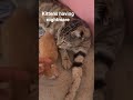 kittens having nightmare