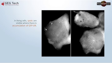 System for the live tracking of lentiviral vectors