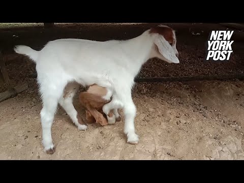 8-Legged 'Spider' Goat Born In The Philippines | New York Post