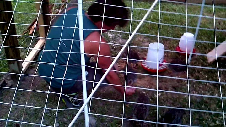 Roger hand feeding gertrude the turkey pet