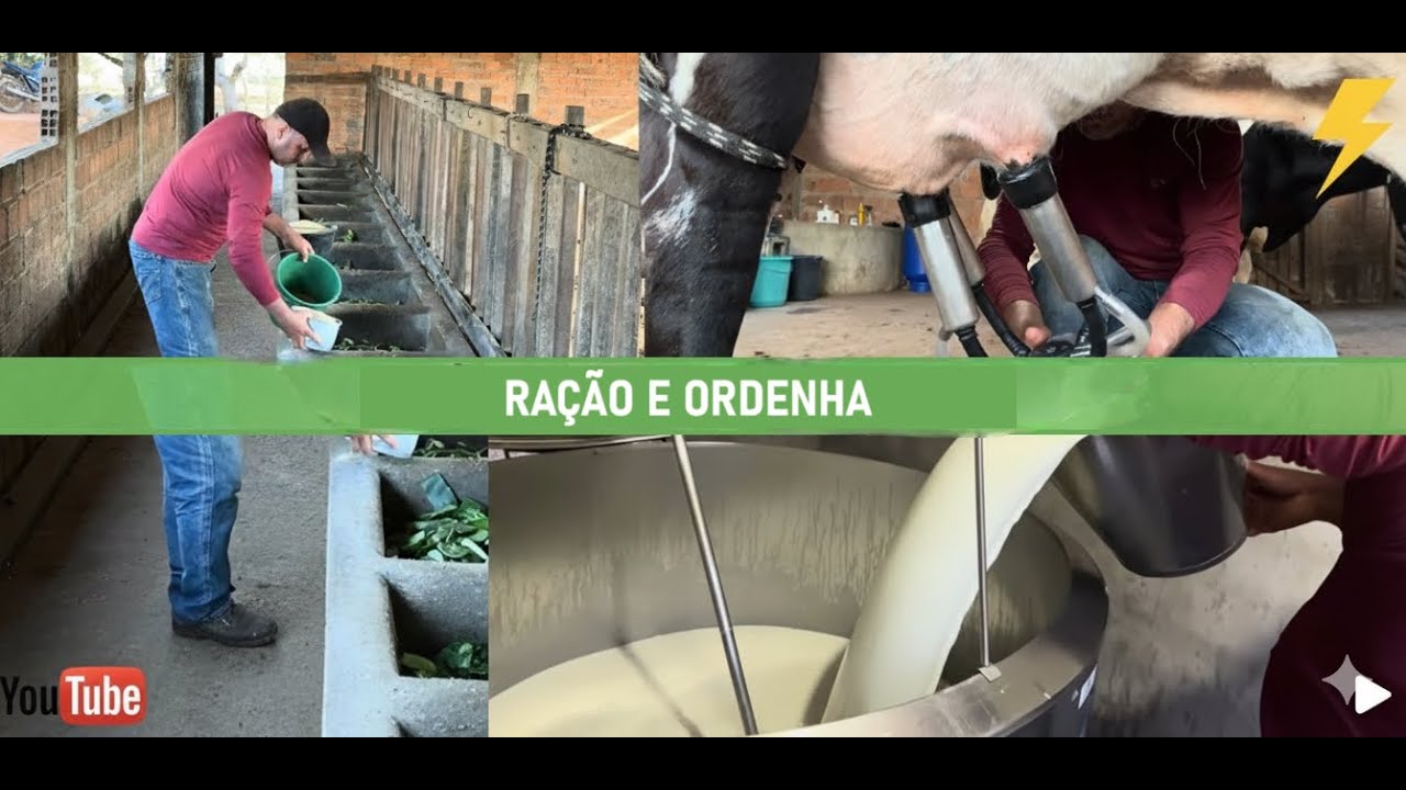 Colocando a ração das vacas e fazendo a ordenha.