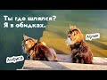 Коту Арчи устроили обструкцию. Особенно кошка Анфиса.