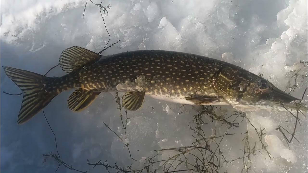 Ice fishing . at Fletchers pond Hillman, Michigan YouTube