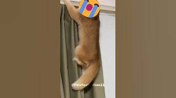 A Day in the Life of a Lazy Cat 😼 #cats #shorts