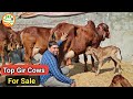 👍For Sale: Price 1.10Lakh👍 Top #Gir #Cows Available in Jind👍Bittu जी (80590 57119).👍