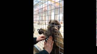 Celebrity Macaque training Profile