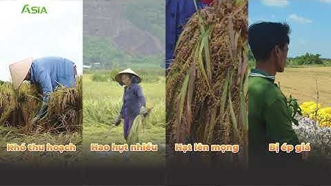 ASIA - LÀM THẾ NÀO ĐỂ HẠN CHẾ LÚA SẬP, LÚA ĐỔ NGÃ | CỨNG CÂY, NỞ BỤI, RỄ KHỎE | THU ĐÔNG 2024