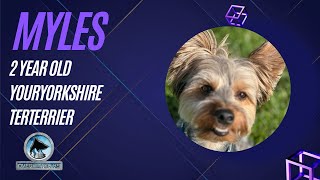 Myles | 2 Year Old Yorkshire Terrier | 14 Day Advanced Training Journey | Leash Manners |