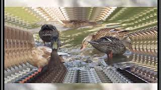 Contac Cough Capsules