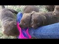 Chocolate Labrador Girls Available in Denver Colorado