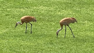 Sandhill Cranes, Bullfrogs, & Running Through Kalamazoo