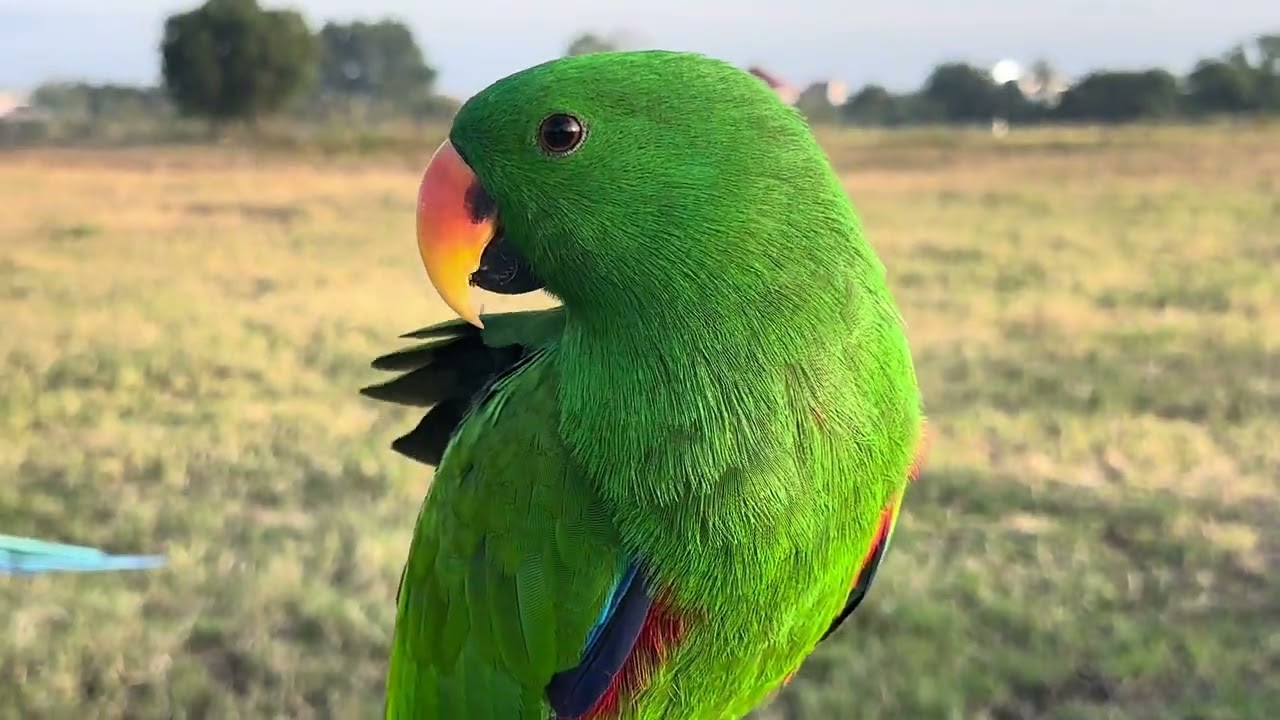 TARA! FREEFLIGHT ULIT TAYO NG ATING MGA ALAGANG PARROT