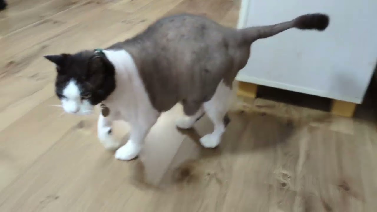 甘えて膝に乗りに来るぱんぱん