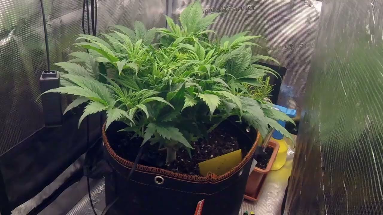 Day 38-45 Orange Sherbet Auto #2 Timelapse 
