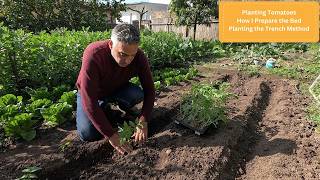 How I plant my Tomatoes