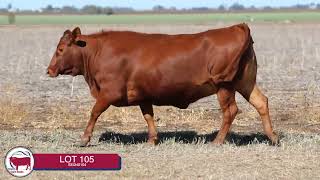 LOT 105 - 2026 SEIFERT BELMONT REDS SALE