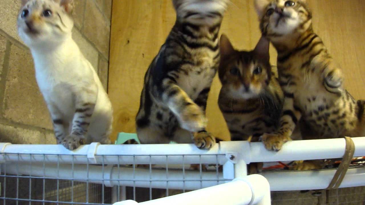 Bengal Kittens Practicing the Mexican Wave YouTube