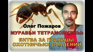 Олег Пожаров. Муравьи тетрамориумы: битва за границы охотничьих владений.