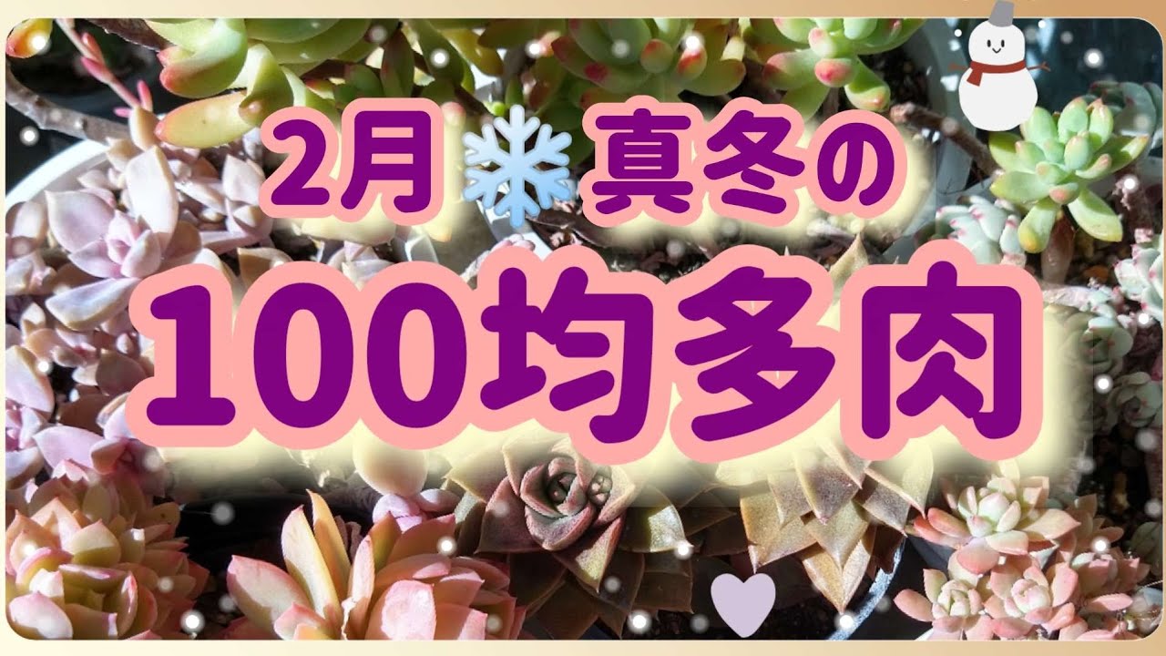 【多肉植物】2月☃️真冬の100均多肉たち🎉🎶🌼💕💖❄️🌝