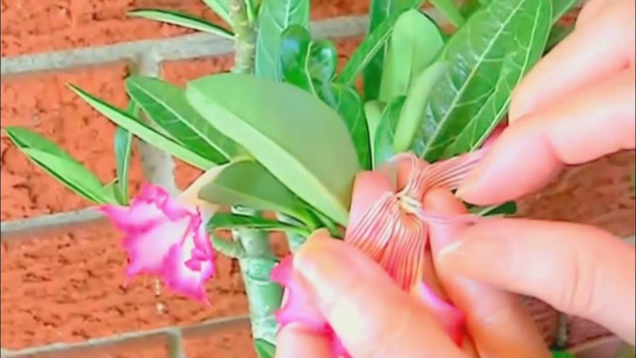 How to Hand Pollinate Adenium Flowers to Get Seed Pods YouTube