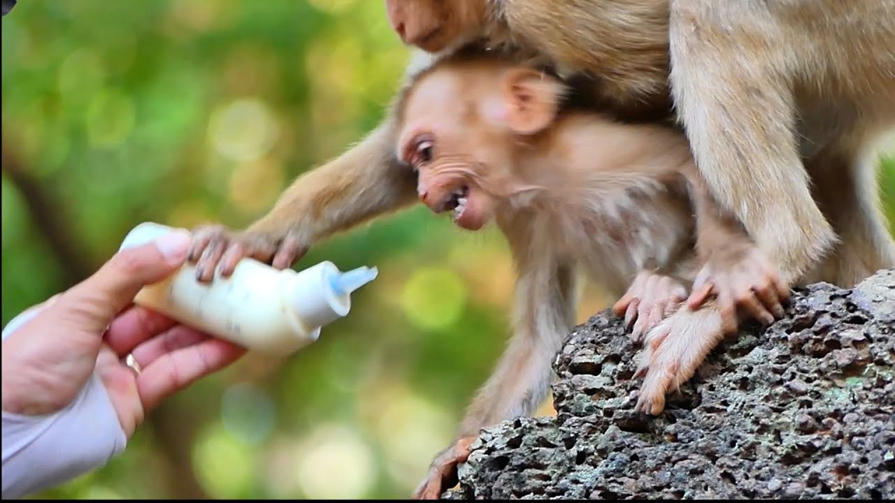 Update Situation of New abandoned look like Tinky but not ! Feeding milk to Him !