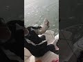 انكسرت السناره وهو يرفع السمكه من حجمها شعم عريضي فاخر