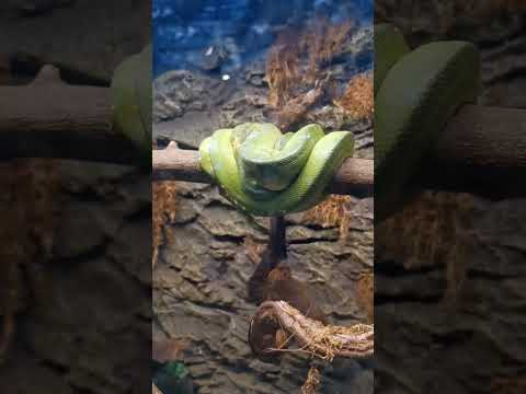 GREEN TREE PYTHON