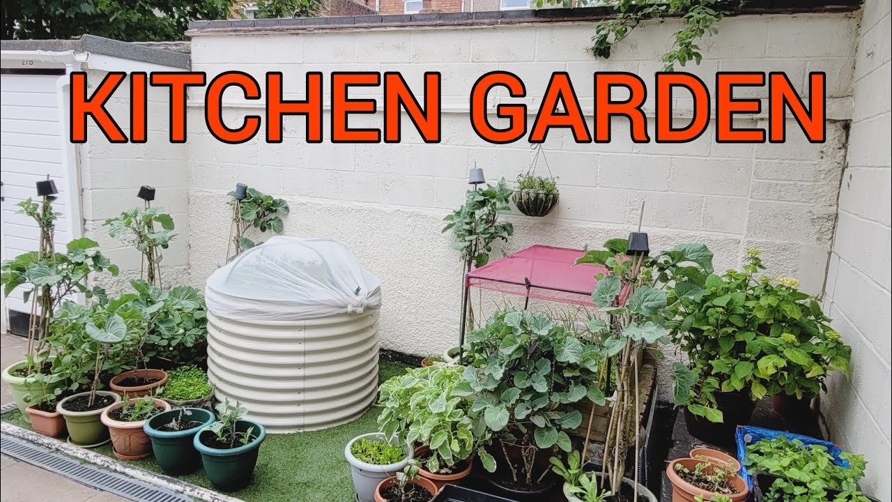 HOW I PROTECT SEEDLINGS/PLANTS FROM BIRDS AND INSECTS... MAY UPDATE 2024