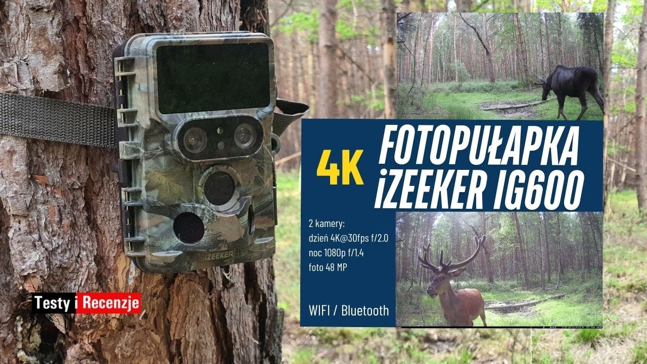 Test kamery leśnej - Fotopułapka iZEEKER IG600 4K 