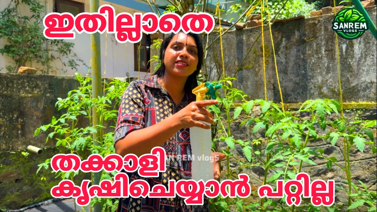ഇതില്ലാതെ തക്കാളി കൃഷി ചെയ്യാൻ പറ്റില്ല | A to Z | Tomato cultivation tips Malayalam 